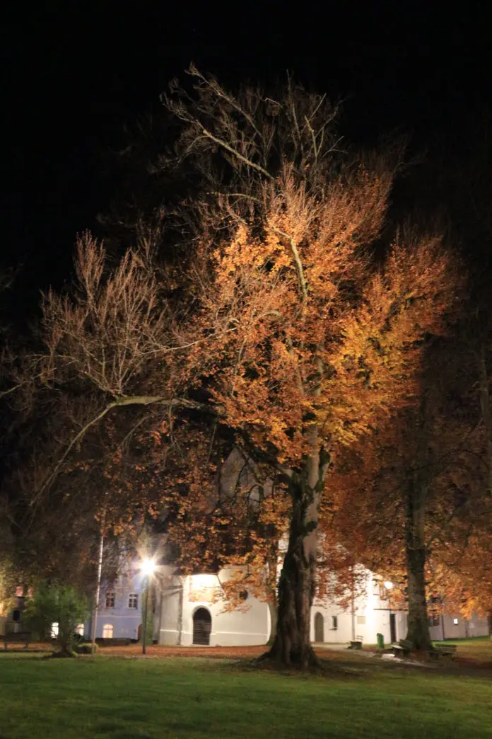 A tree illuminated at night